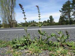 Image of verbena sage