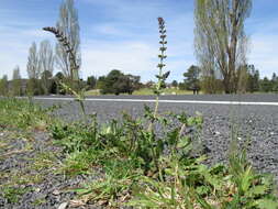 Image of verbena sage