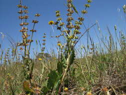 Image of verbena sage