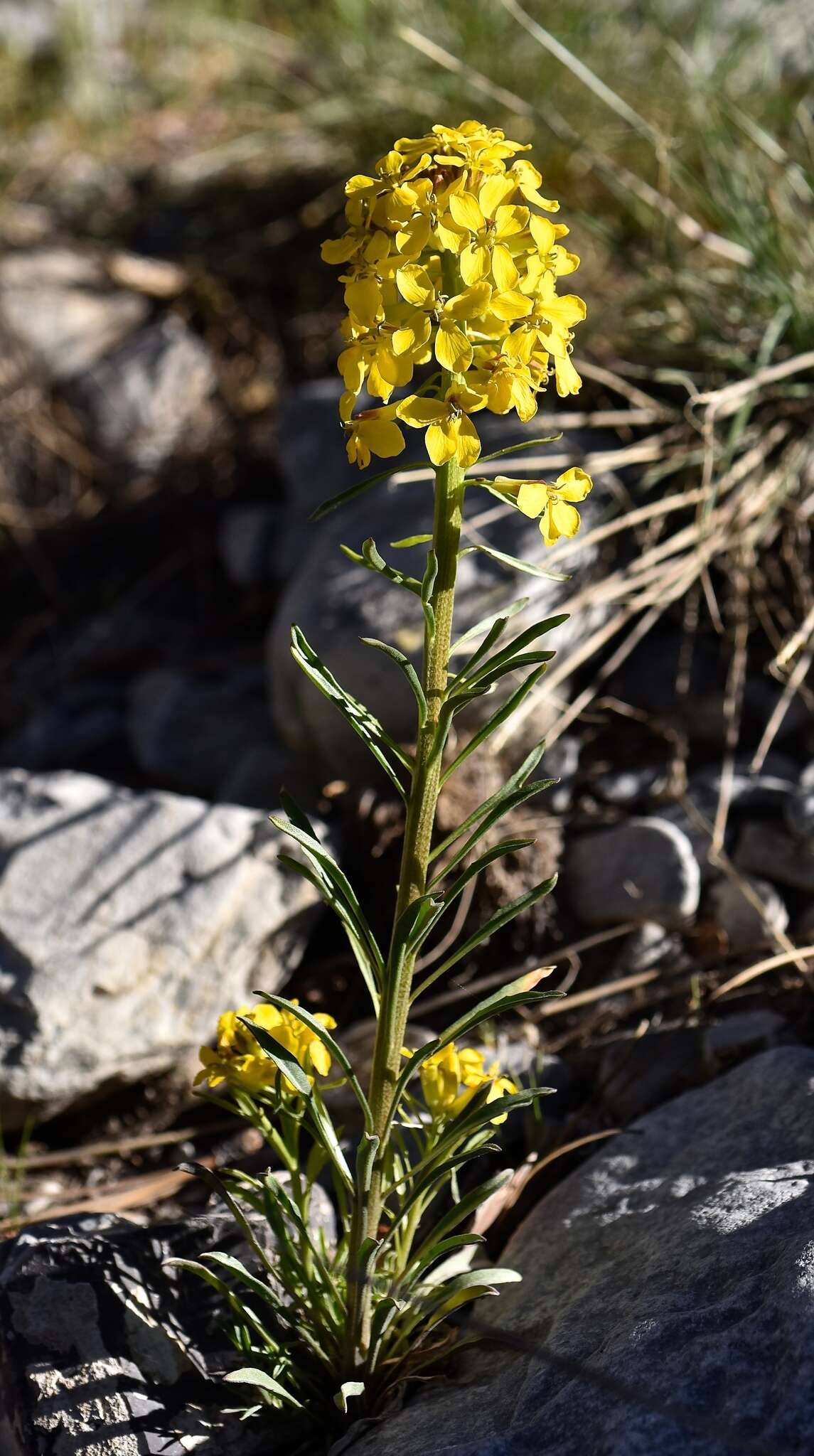 Image of sanddune wallflower