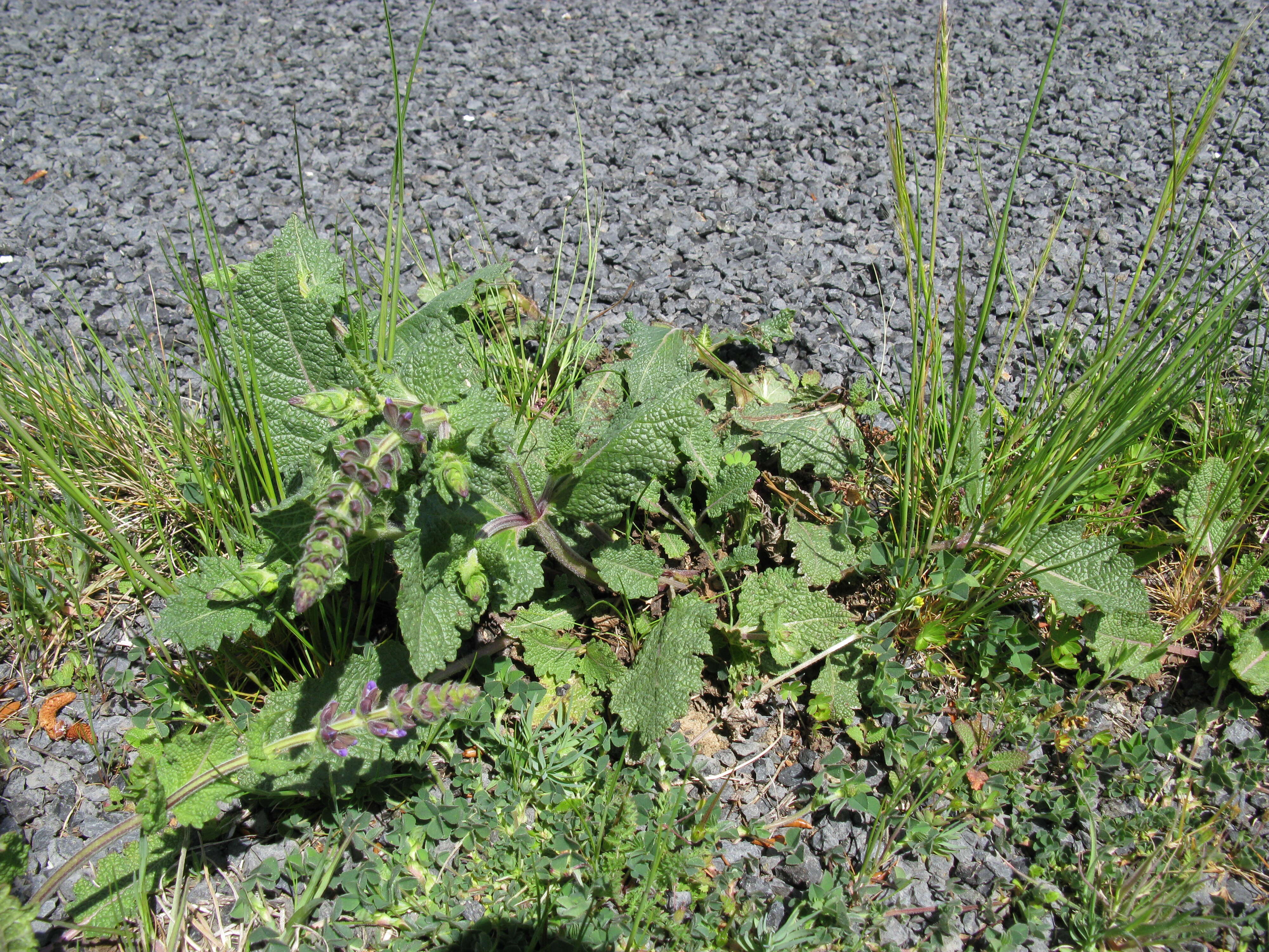 Image of verbena sage