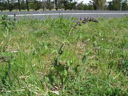 Image of verbena sage