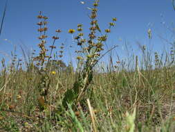 Image of verbena sage