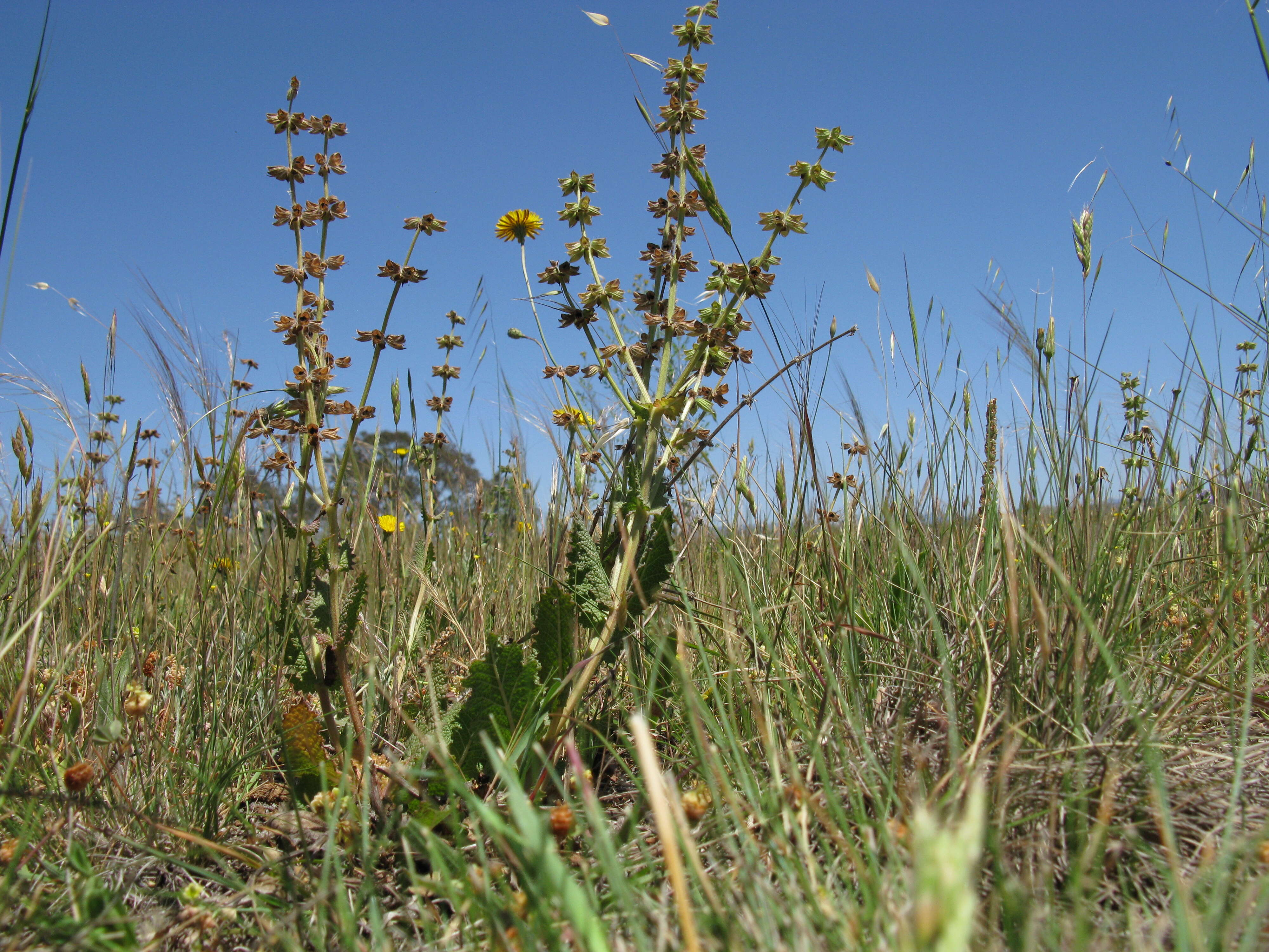 Image of verbena sage