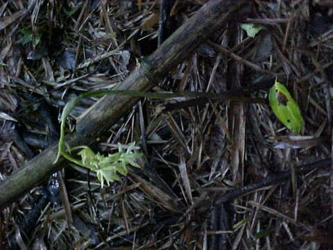 Image of Beyrich's hooded orchid