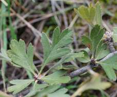 Image of Crataegus orientalis subsp. pojarkovae (Kossych) J. I. Byatt