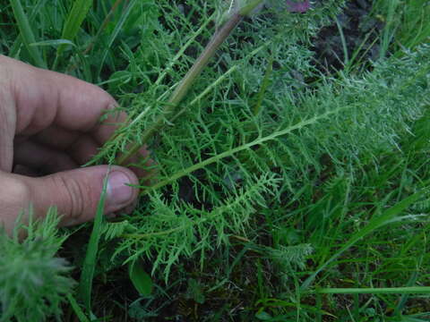 Imagem de Pedicularis rubens Stephan ex Willd.