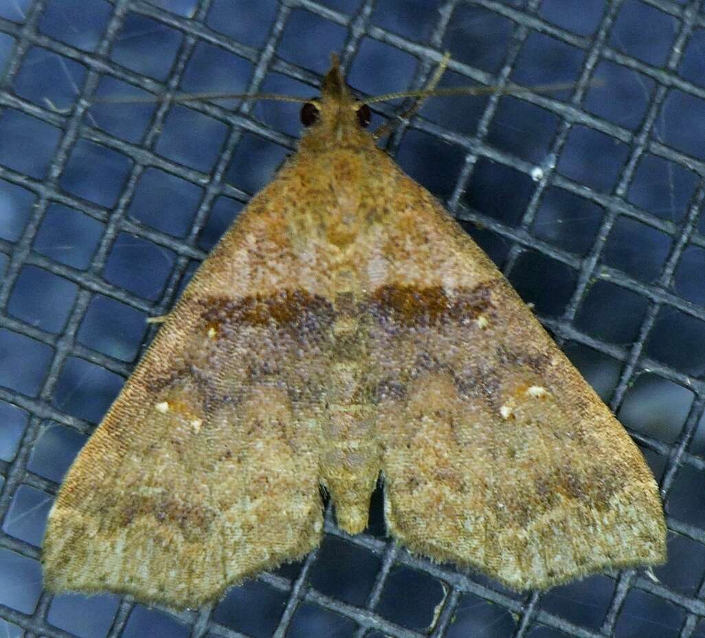 Image of Ambiguous Moth