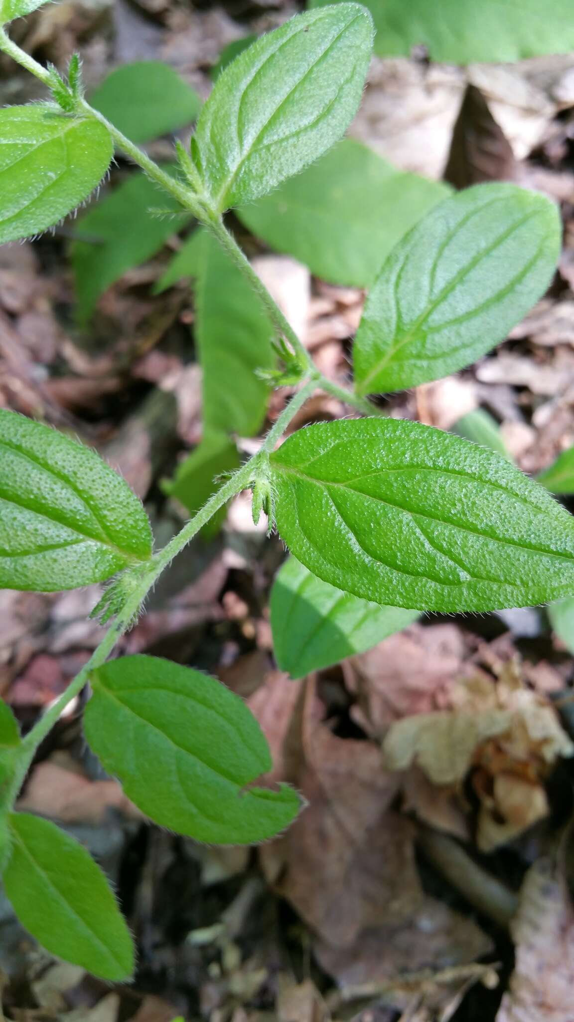 Слика од Lithospermum tuberosum Rugel ex A. DC.