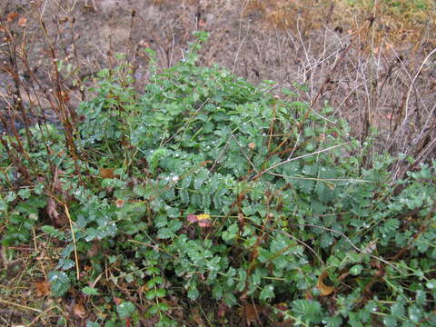 Слика од Poterium sanguisorba L.