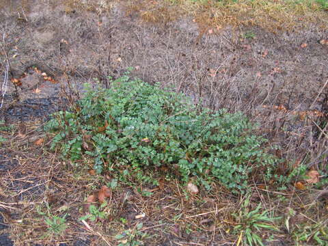 Слика од Poterium sanguisorba L.