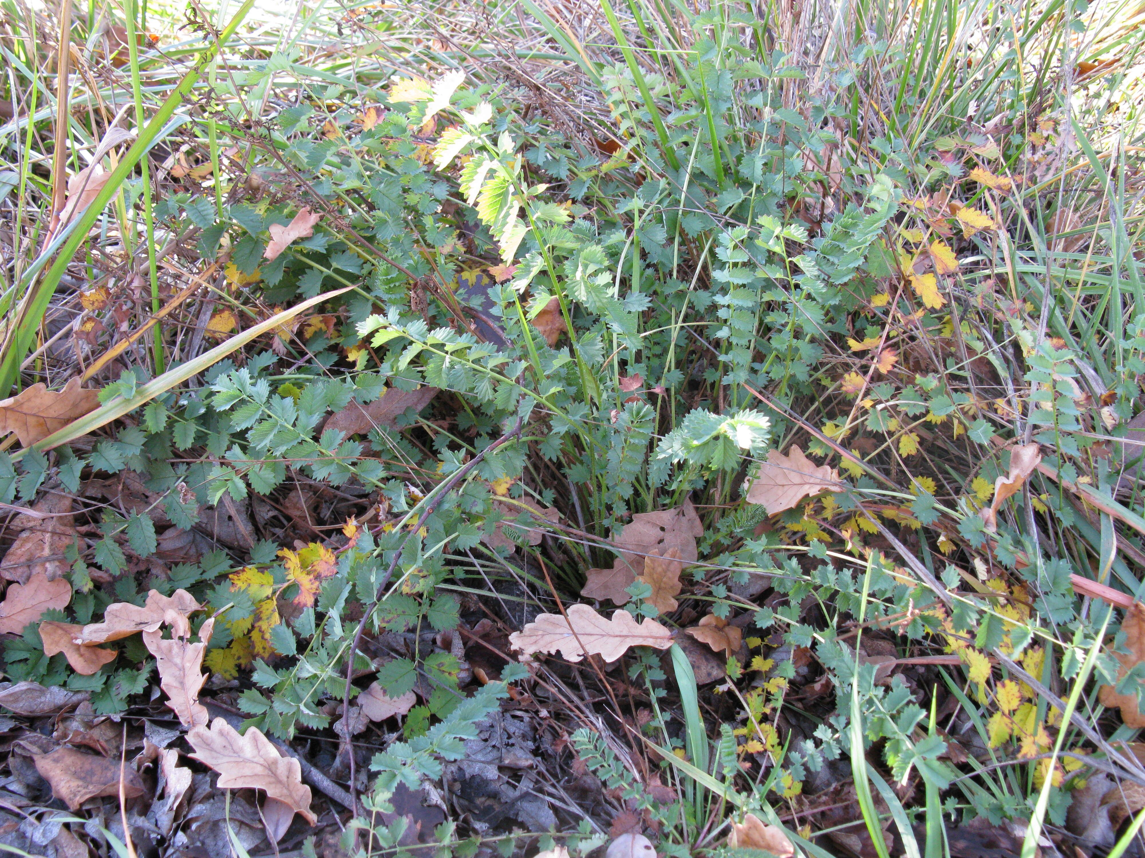 Imagem de Poterium sanguisorba L.