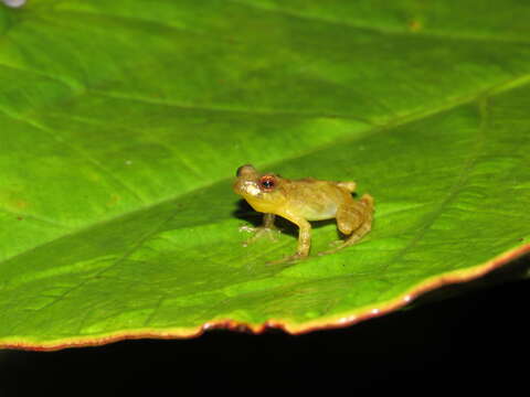 Imagem de Pristimantis dorsopictus (Rivero & Serna 1988)