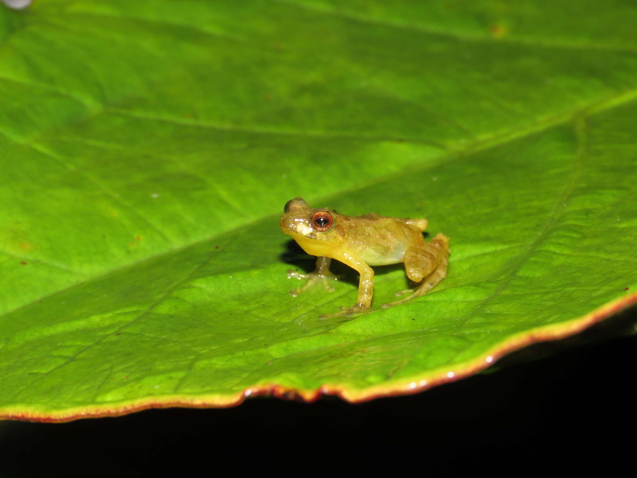 Image of Serna's Robber Frog