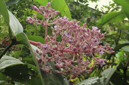 Image of Medinilla speciosa (Reinw. ex Bl.) Bl.