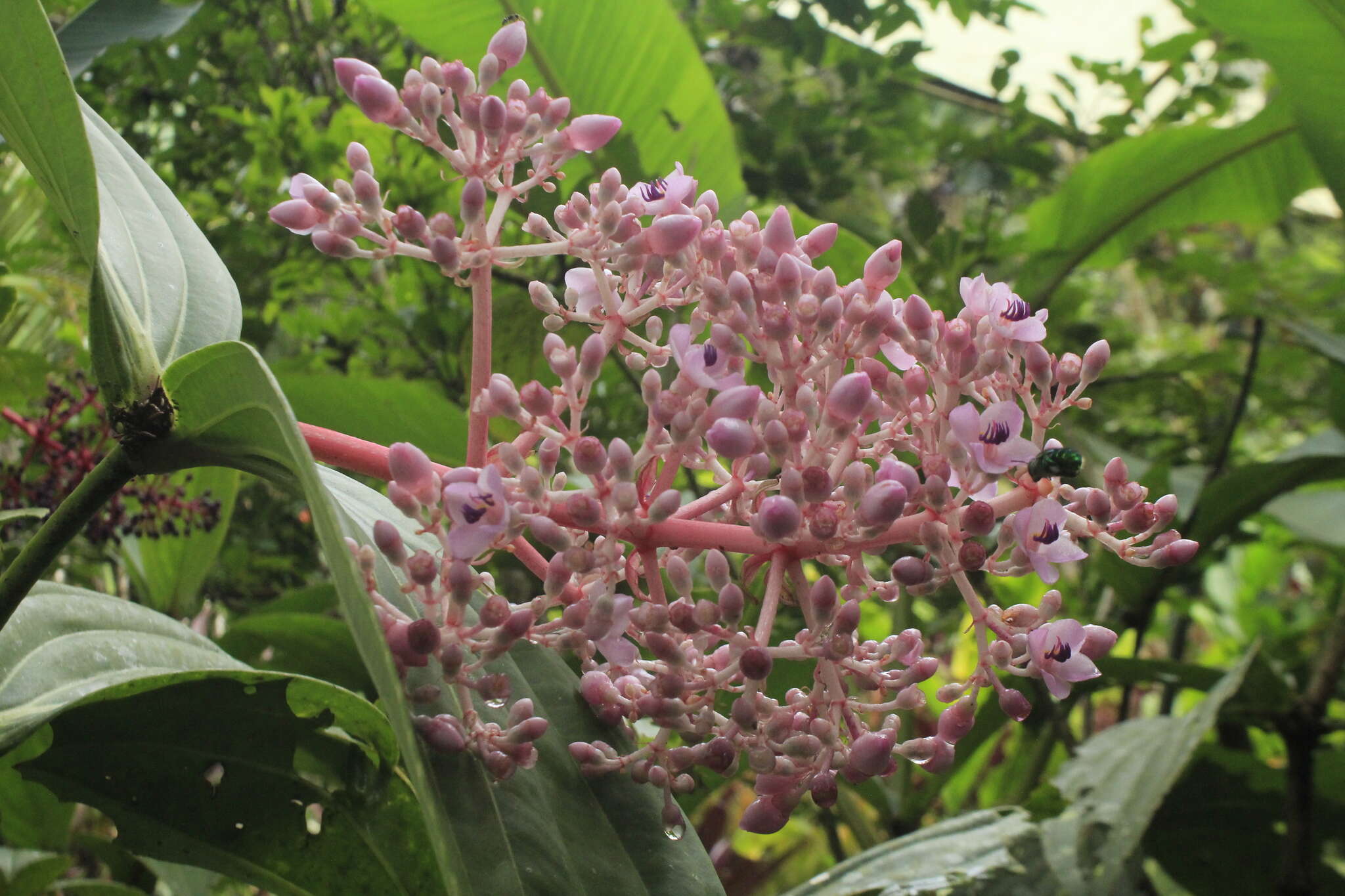 Image of Medinilla speciosa (Reinw. ex Bl.) Bl.