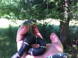 Слика од Lampropeltis getula (Linnaeus 1766)