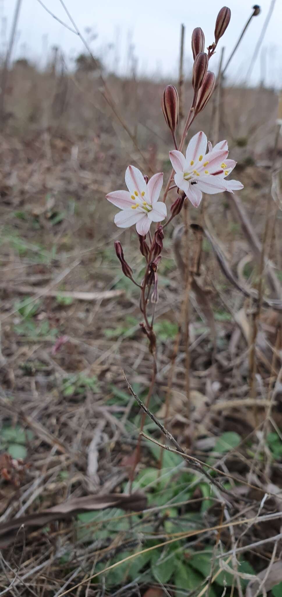 Image of Drimia fugax (Moris) Stearn