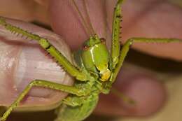 Image of Terpandrus calperum Rentz & D. C. F. 2001