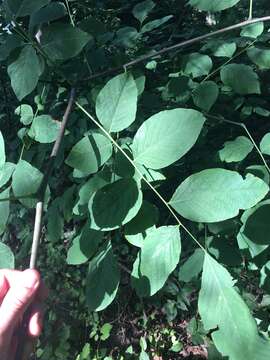 Image of yellowwood