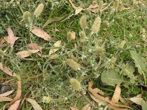 Image of Eryngium coronatum Hook. & Arn.