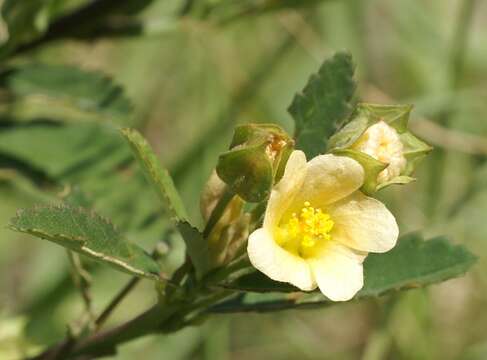 Imagem de Sida rhombifolia L.