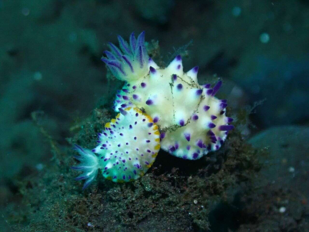 Image of Purple tipped multi-pustuled slug