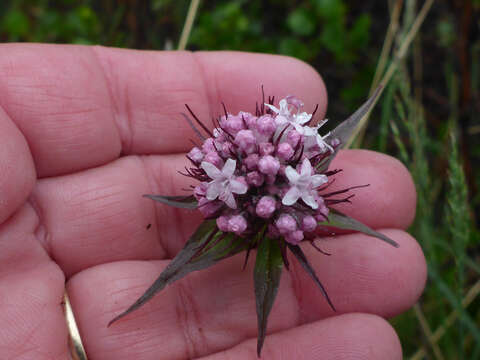 Image of Clustered Valerian