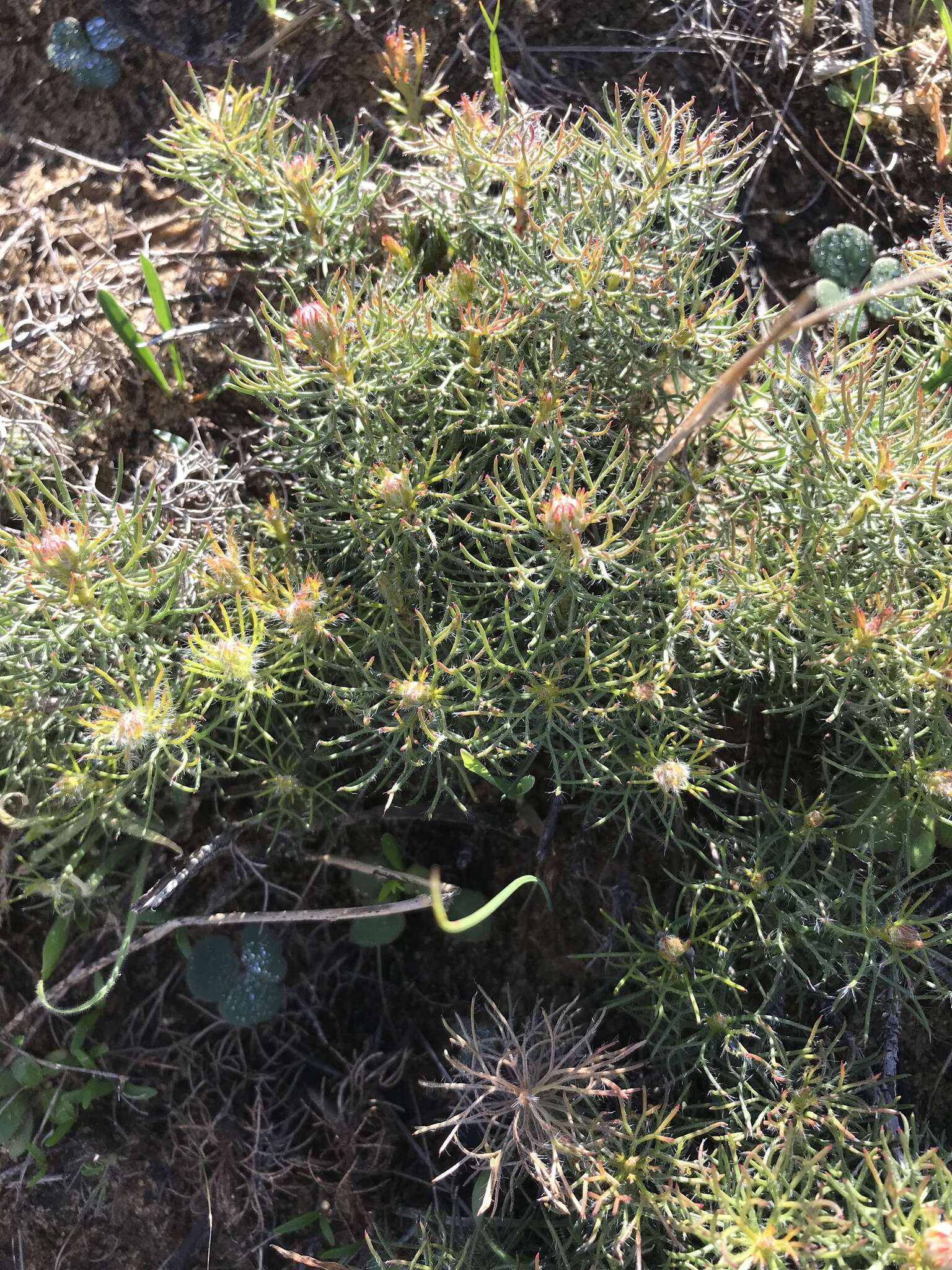 Plancia ëd Serruria cyanoides (L.) R. Br