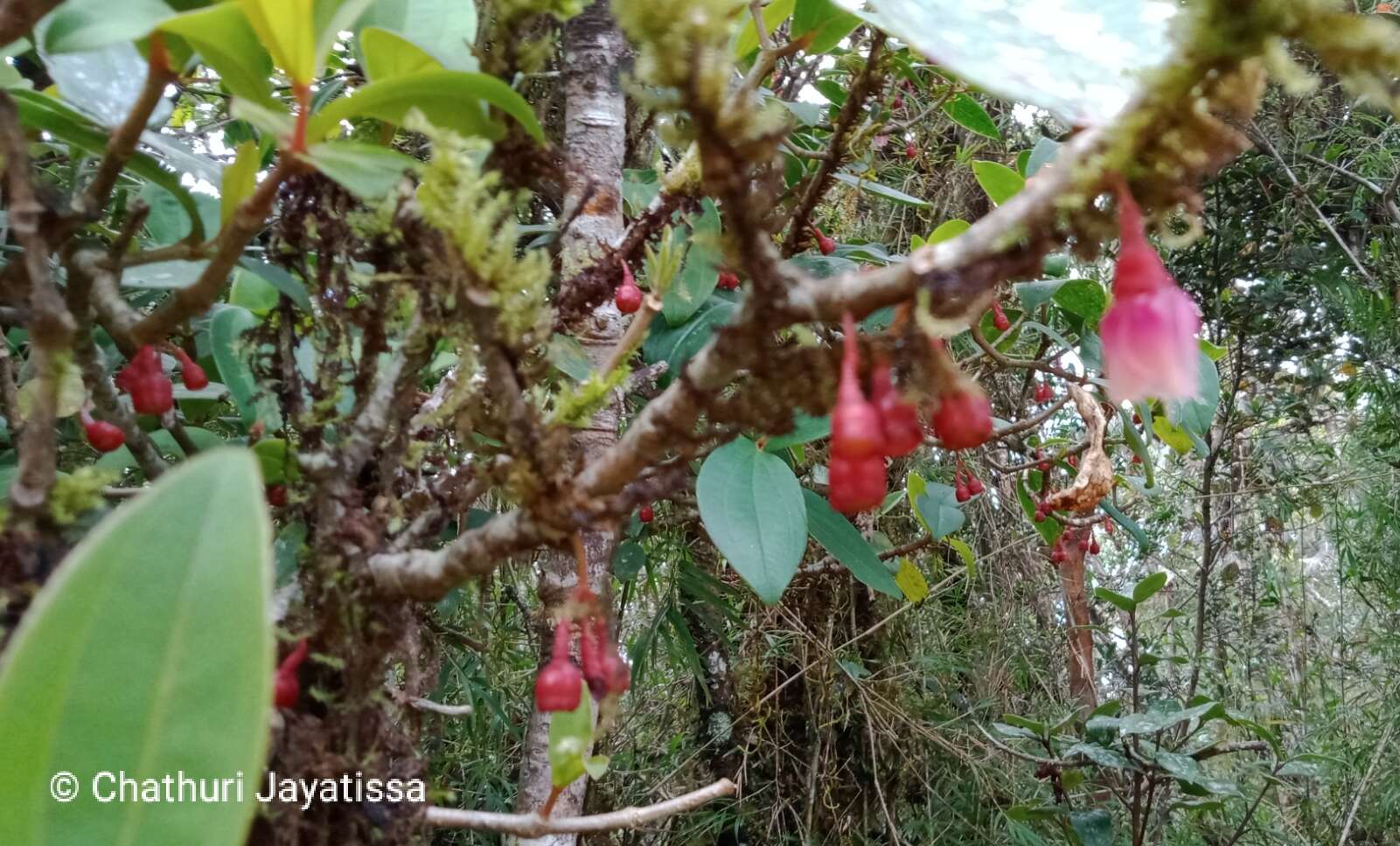 Image of Medinilla fuchsioides Gardn.