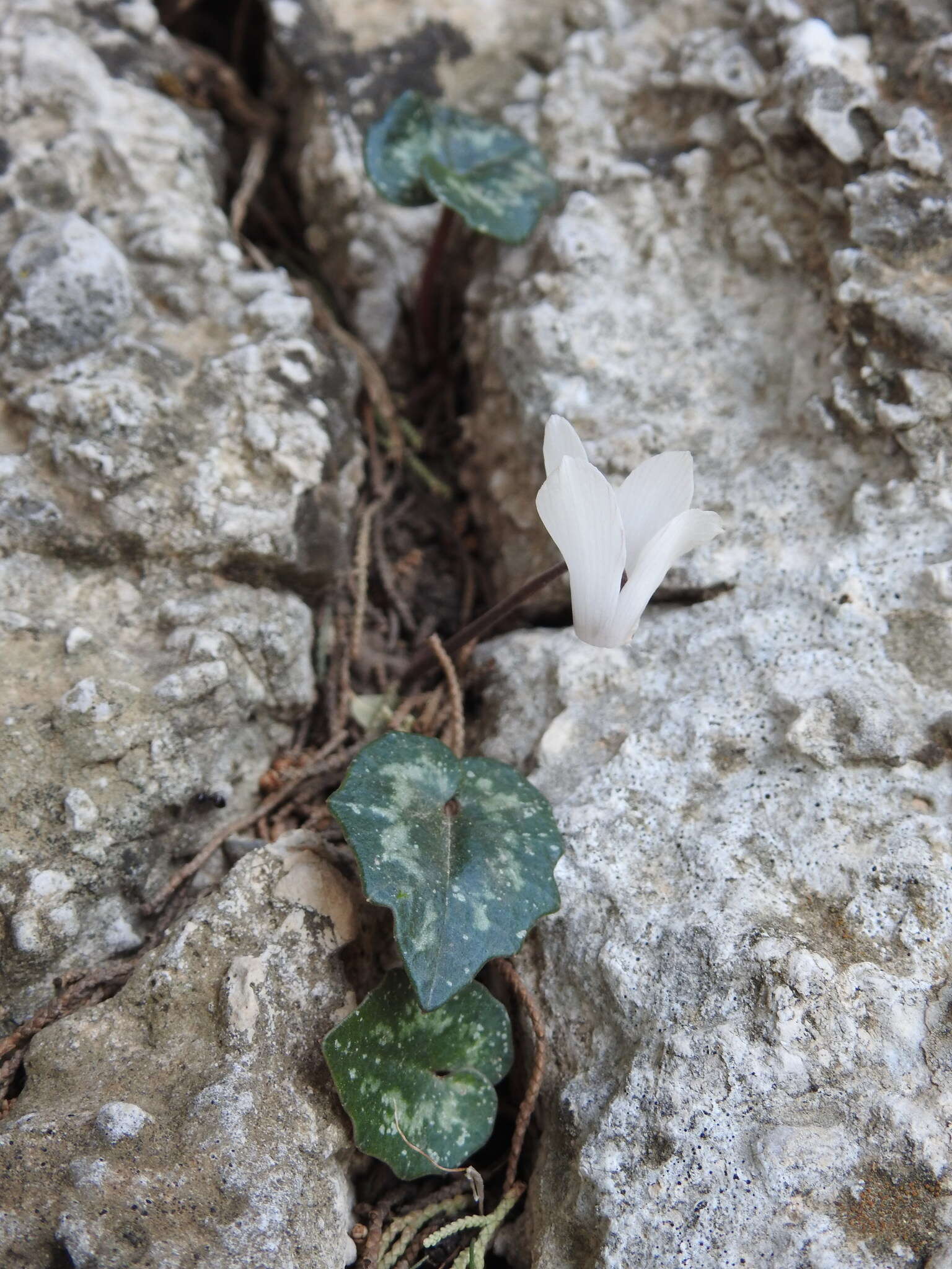 Image of Cretan cyclamen