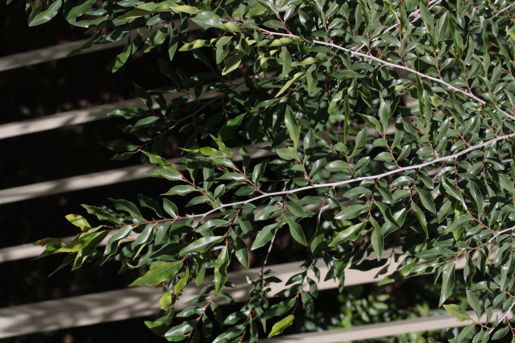 Image of Chinese elm