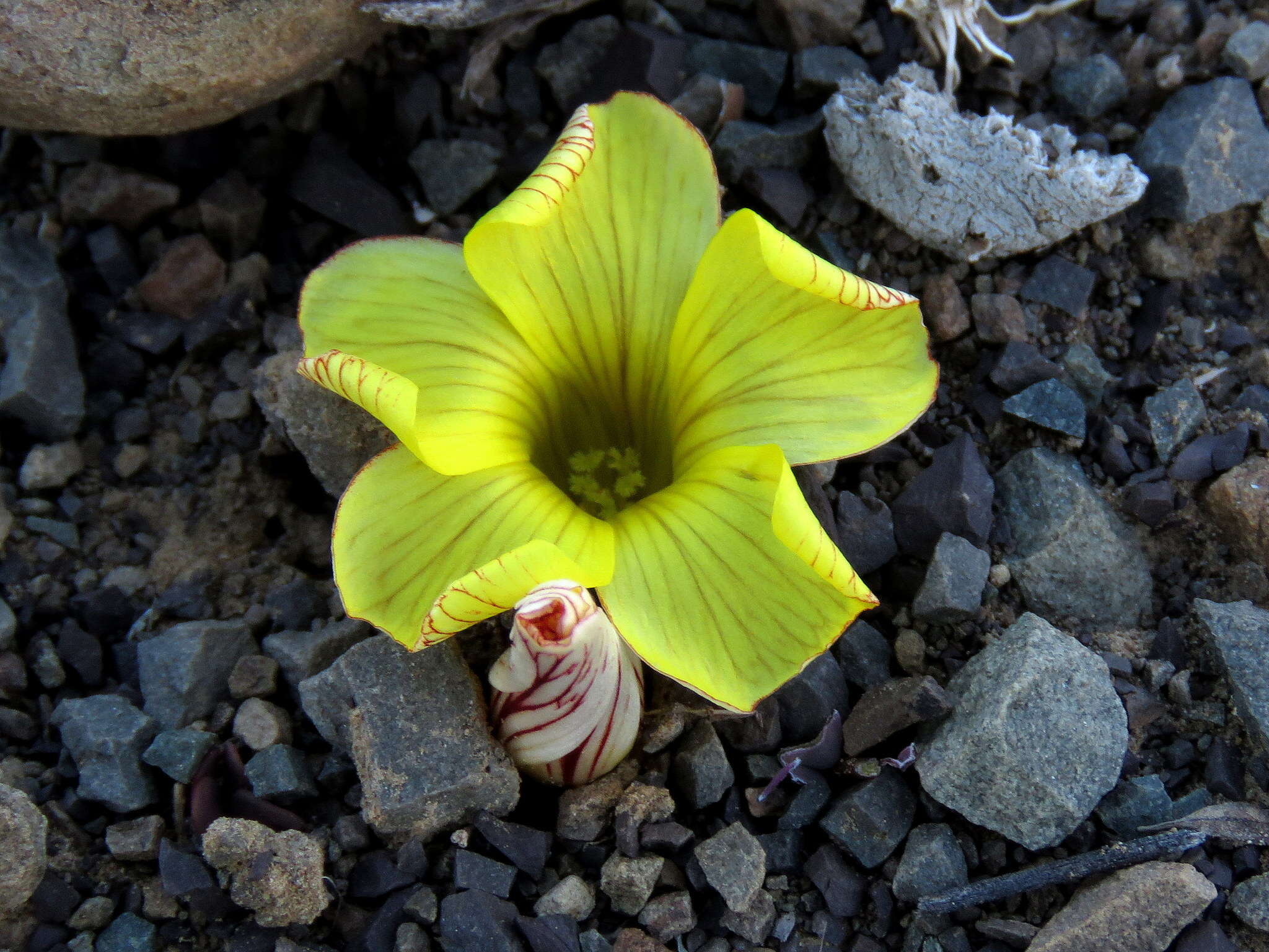 Imagem de Oxalis grammopetala Sond.