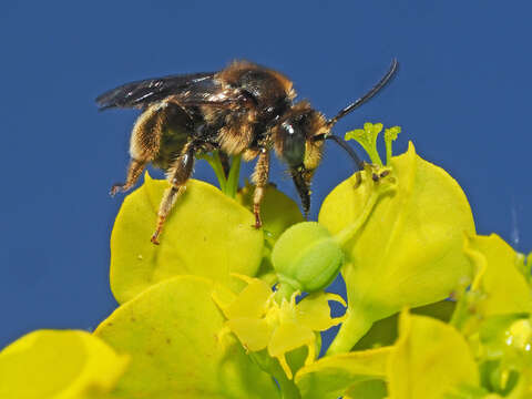 Imagem de Macropis europaea Warncke 1973