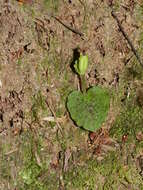 Image de Corybas oblongus (Hook. fil.) Rchb. fil.