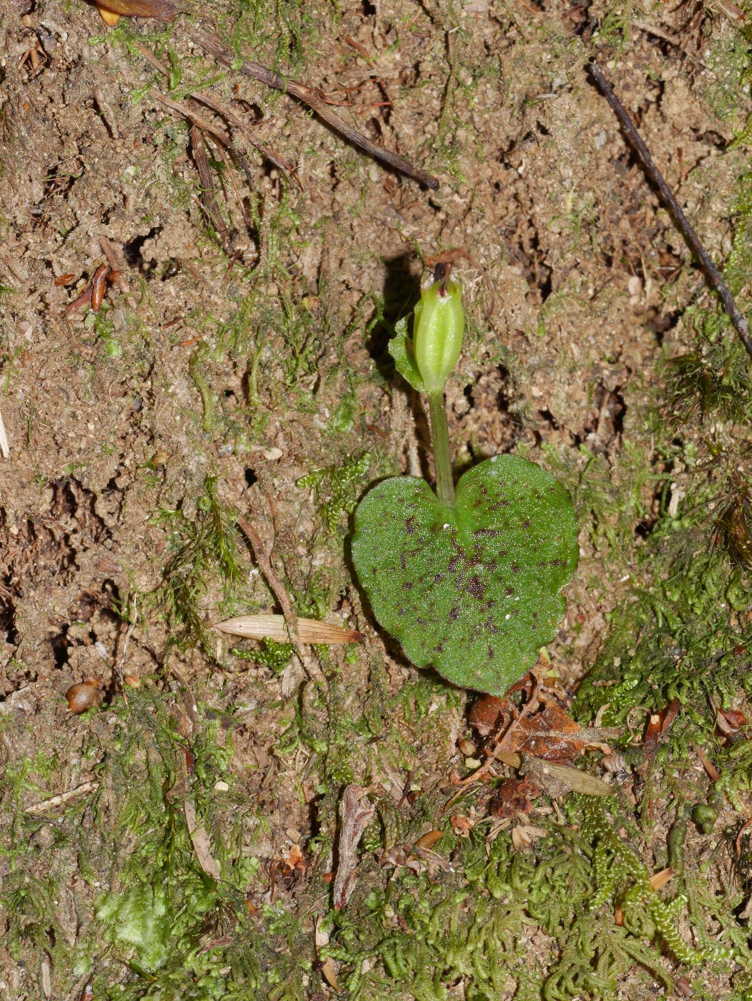 Image de Corybas oblongus (Hook. fil.) Rchb. fil.