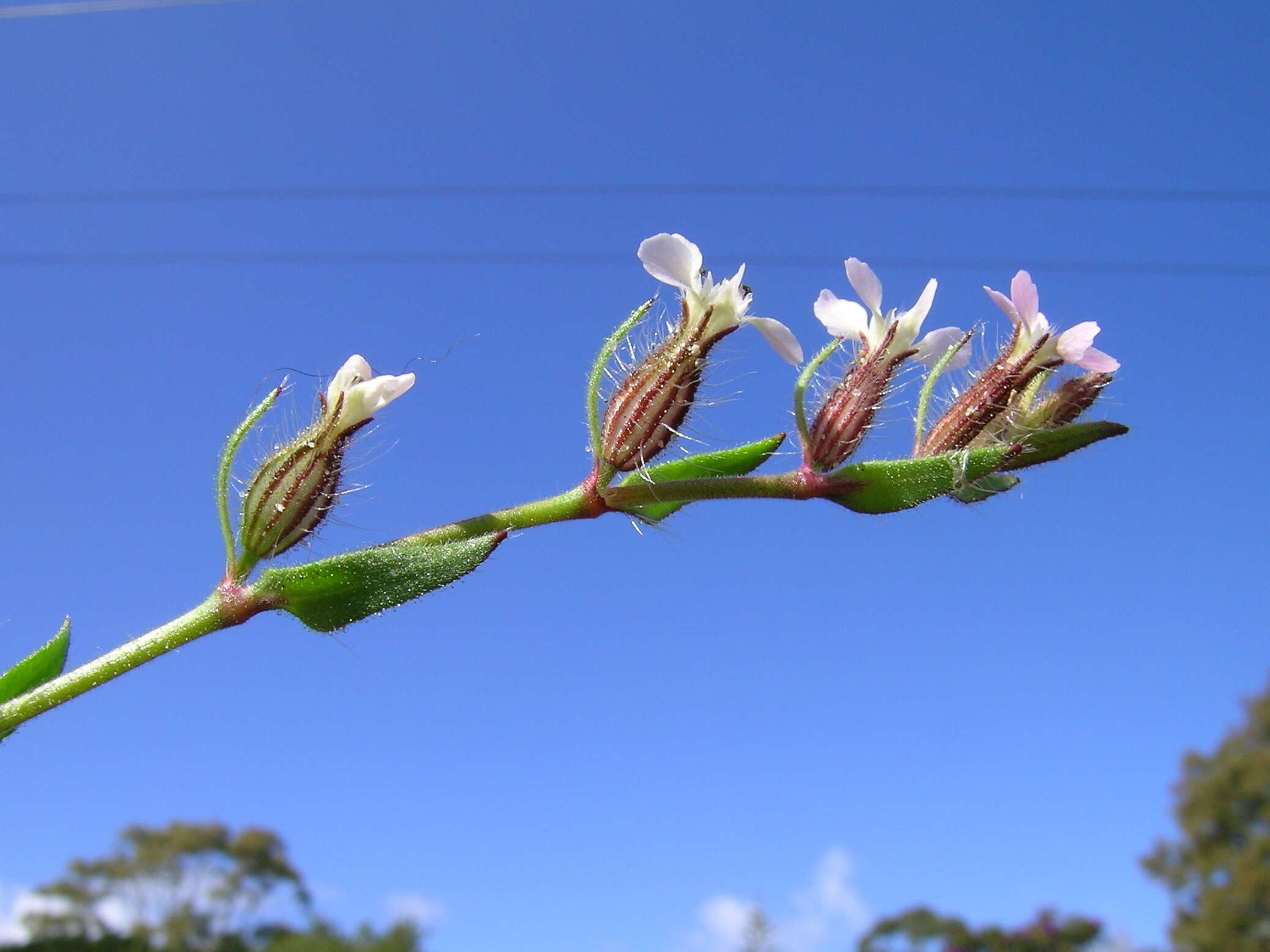 Image of common catchfly