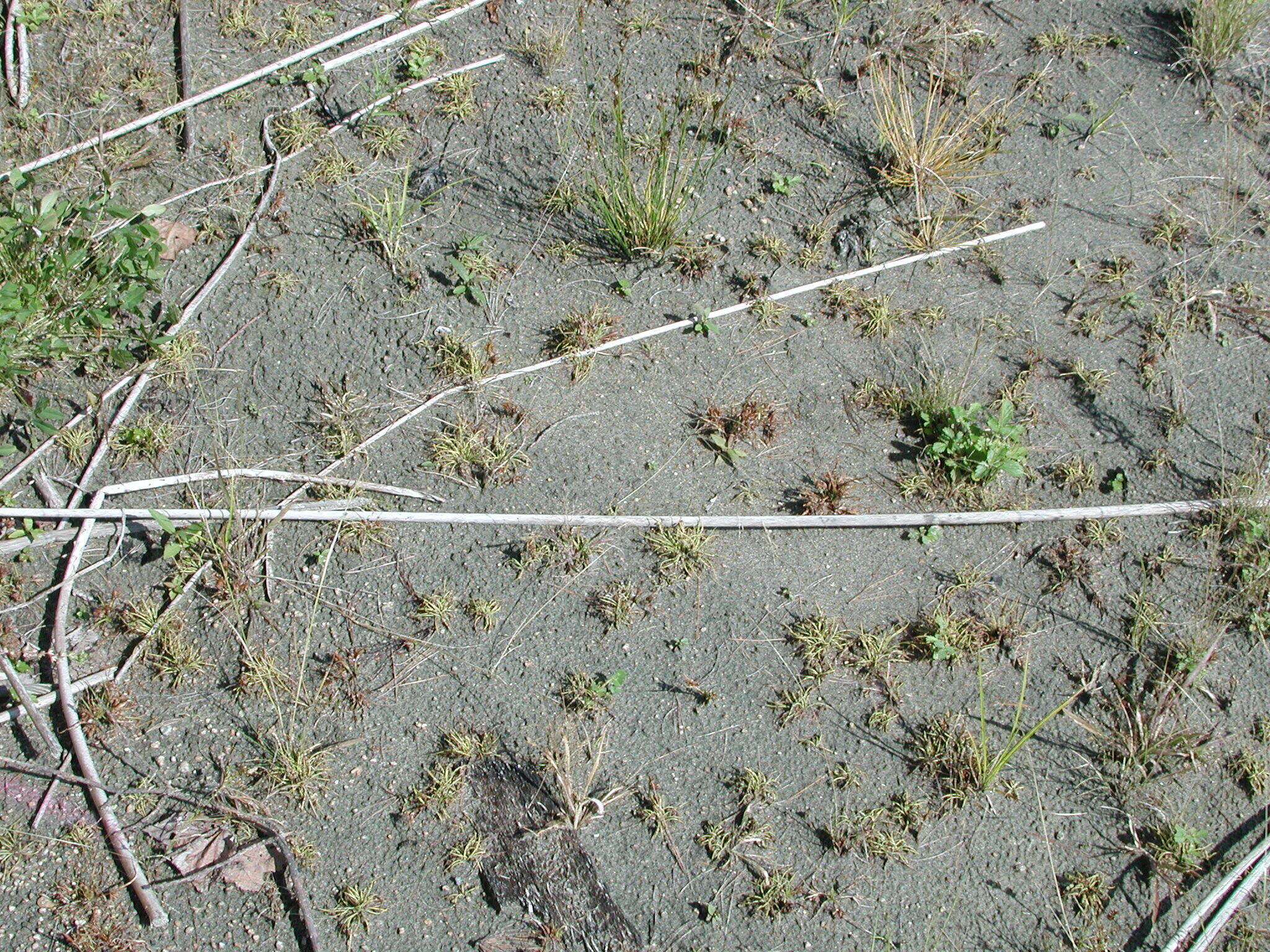 Image of Small-Flower Halfchaff Sedge