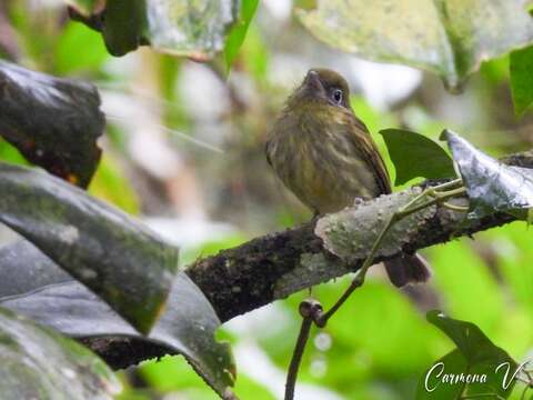 Rhynchocyclus brevirostris (Cabanis 1847)的圖片