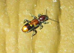 Image of Priocera