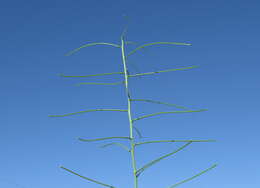 Image of Indian hedgemustard