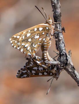 Слика од Argyraspodes