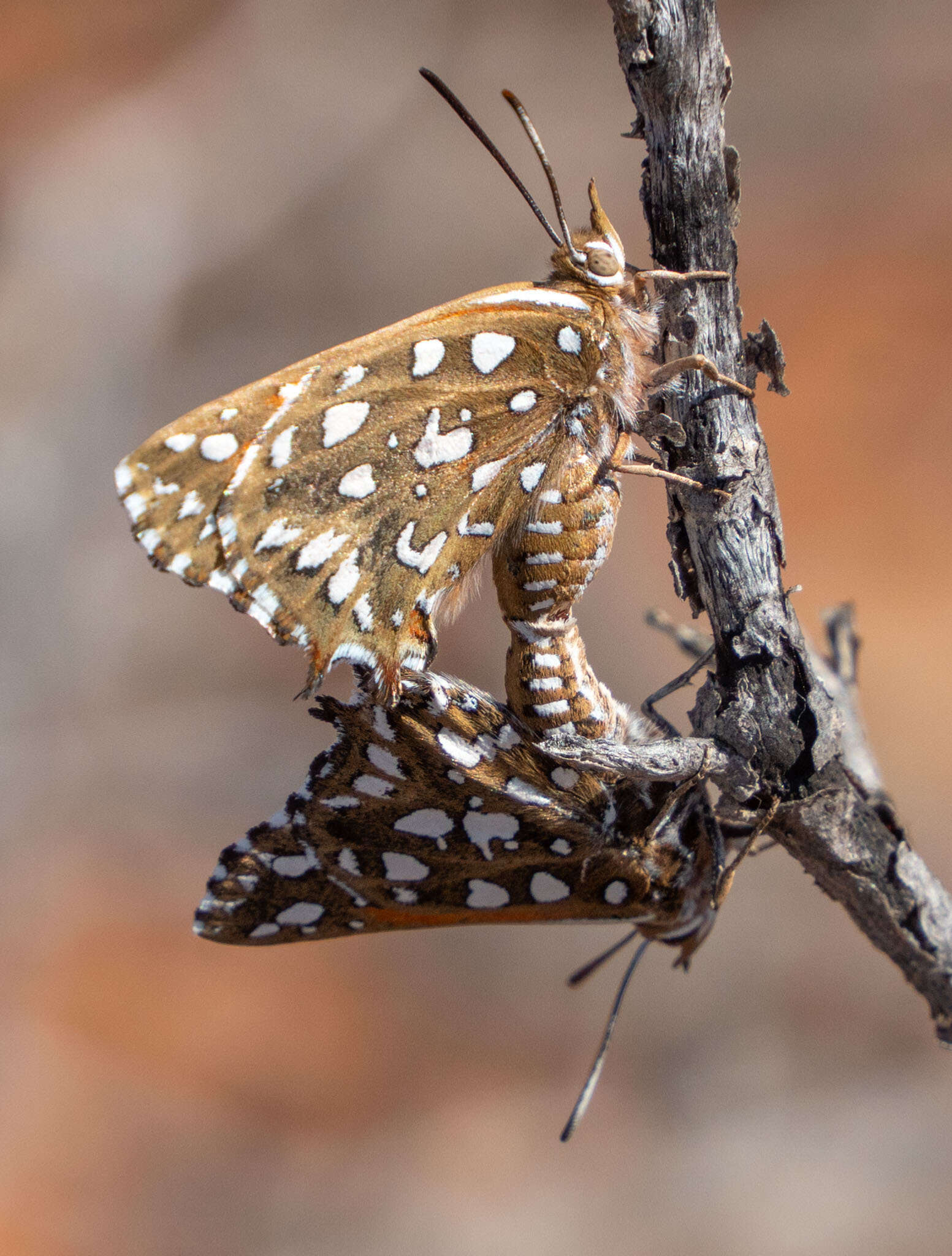 Sivun Argyraspodes argyraspis (Trimen 1873) kuva