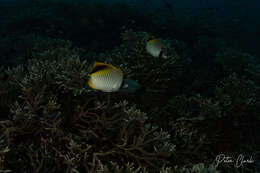 Image of Pig-face Butterflyfish