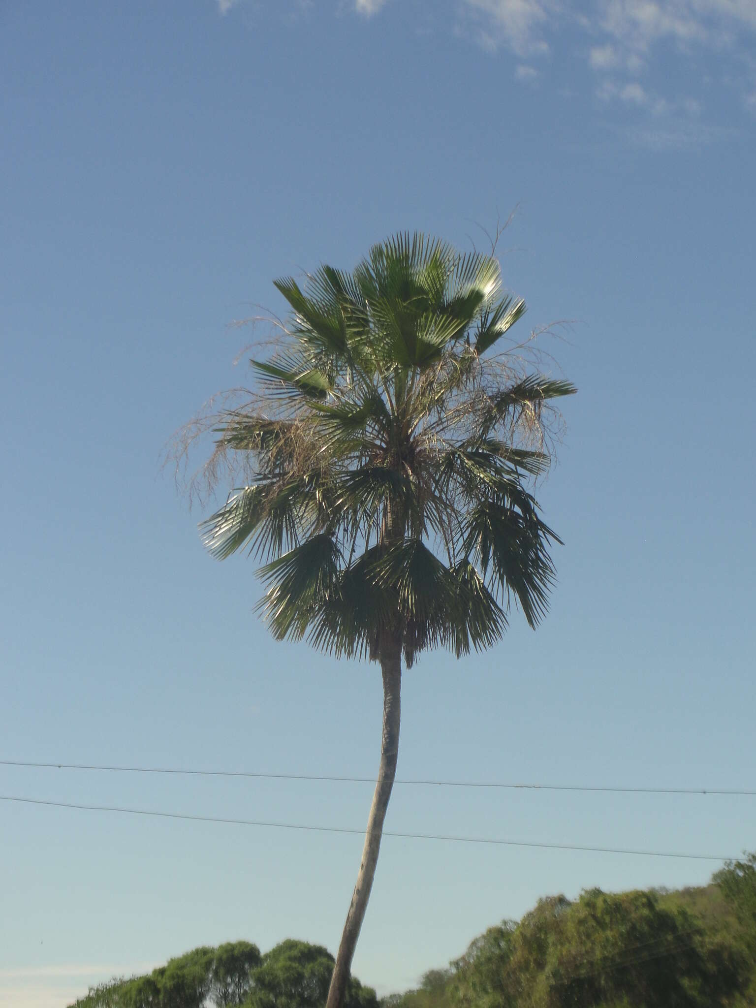 Copernicia prunifera (Mill.) H. E. Moore resmi