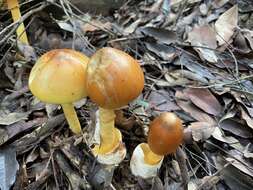 Image of Amanita similis Boedijn 1951