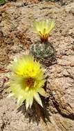 Image of Chihuahuan Foxtail Cactus