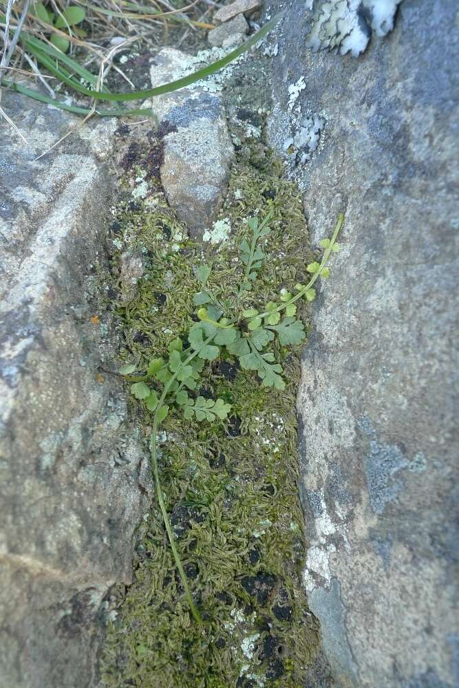 Image of Asplenium flabellifolium Cav.