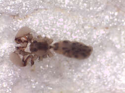 Image of Micropholcus brazlandia (Huber, Pérez & Baptista 2005)