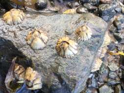 Image of Acorn barnacle